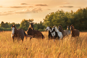 Wall Mural - Herd of horses running at sunset in summer