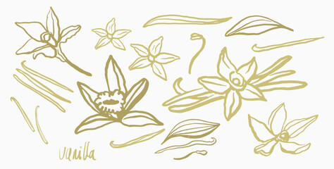 Canvas Print - Isolated vector set of vanilla. Vanilla sticks, vanilla flower and pods. Aroma, food. Hand drawn. Vector hand drawn illustration of orchid Flower and pods on isolated background.