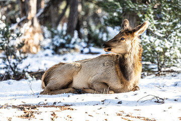 Wall Mural - An elk resting on the ground in a winter wonderland