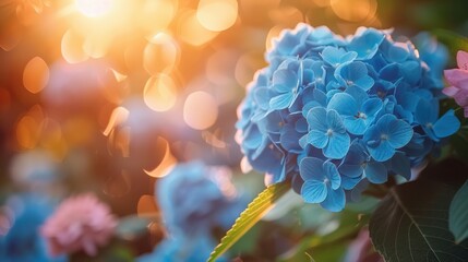 Poster - Beautiful bright background of a summer garden with a flowering blue hydrangea bush