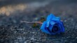 blue rose on a table