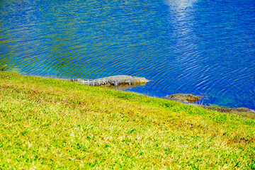 Poster - A Florida community pond in spring