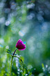 A single, vibrant purple flower against a background of green vegetation and blurry lights