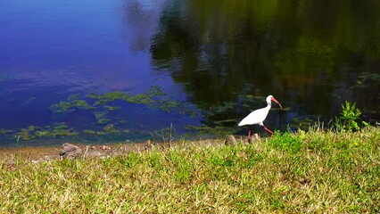 Canvas Print - A Florida community pond in spring