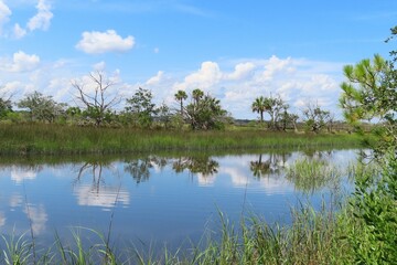 Wall Mural - Beautiful view on rivers and marshes in North Florida nature