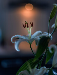 Wall Mural - lily of the valley in the dark