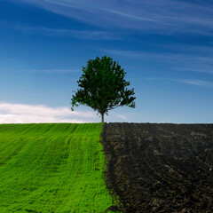 Wall Mural - tree on the hill