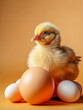 Hen chicklet with a pile of eggs