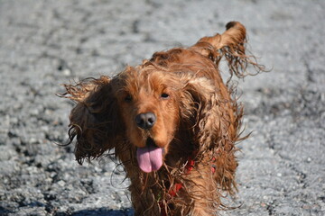 GOG PER COCKER SPANIEL RUN  HAPPY DOG 