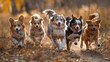 © Valeria - A group of five dogs running together in a field, AI