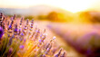 Lavendel Feld im Sonnenuntergang 