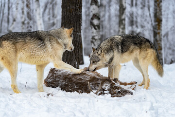 Wall Mural - Grey Wolf (Canis lupus) Looks Up at Second Pawing Deer Body Winter