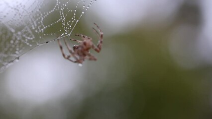 Spider and spider web covered in water drops on a cold morning after a rain.