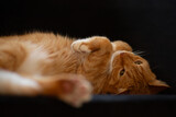 Fototapeta Tulipany - Zamyślony kot