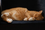 Fototapeta Tulipany - Śpiący rudy kotek