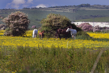 Walking in East Sussex, England, in spring, horses in a buttercup field and Lewes castle in the background