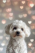 Maltese white little puppy cute dog background with hearts for print. Generative AI.	