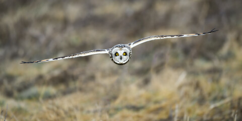 Wall Mural - Short eared owl in flight with wings extended in winter while hunting