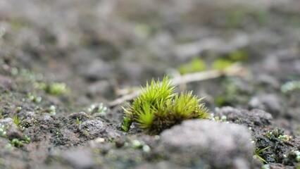 Campylopus introflexus (the heath star moss, tank moss). Individual plants measure 0.5–5 centimetres (0.20–1.97 in), with lanceolate leaves 4–6 mm