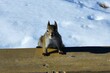 squirrel  in snow