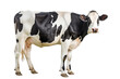 © Sim - white and black cow on transparency background PNG