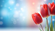 red and white tulips Beautiful tulips on the light background. Beautiful festive background Happy Mother's, Women's Day banner with Spring Flowers banner. Floral composition with empty place for text.