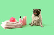 Cute pug dog with bath accessories on green background