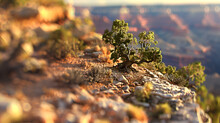 Moss On The Rocks Dead Horse State Park, Dead Horse Point In Early Morning Blyden River Canyon, The Largest Green Canyon In The World, Fragment Of The Panorama Route And The Three Rondels Twisted Tree