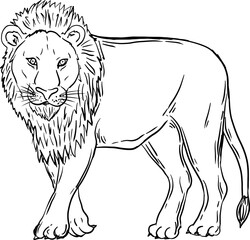 Poster - sketch lion animal wildlife hand drawn vector