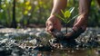 volunteer planting mangrove forests, earth day and save the world, green energy.