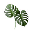 © MdNajmul - Natural green Monstera leaves png