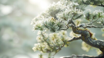 serene bonsai with lush green foliage.