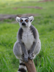 Canvas Print - portrait of a lemur on a green background