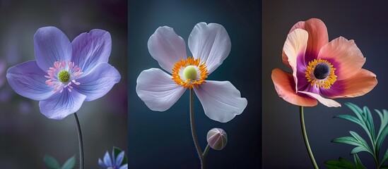 Canvas Print - Three distinct types of flowers are beautifully displayed against a black backdrop. A captivating Spring bloom, a mesmerizing Windflower, an enchanting Anemone, and a majestic Nemorosa dance in