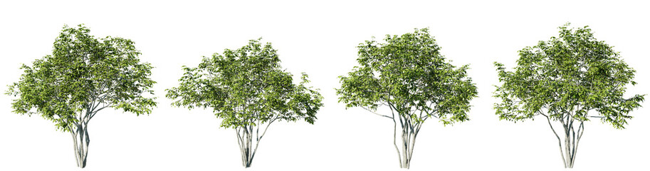 Wall Mural - Amelanchier tree on transparent background.3d rendering PNG