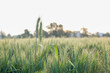 Indian wheat field, green wheat farm