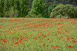 Papaver rhoeas L., wild poppy field, Sant Joan, Mallorca, Balearic Islands, Spain
