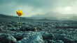 © pprothien - Cinematic shot of a lone bloom emerging from the core of a barren landscape, signifying hope and resilience