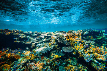 Wall Mural - a Underwater coral reef on the red sea