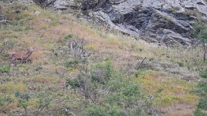 Wall Mural - Red deer male in love on the wild mountains (Cervus elaphus)