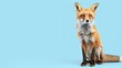 A majestic red fox sits on a blue background, its bright eyes and bushy tail standing out against the solid color.