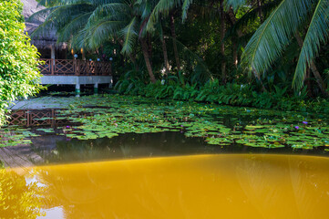 Wall Mural - A lake with brown water in a tropical dense forest with palm trees. In the background is a tropical building.