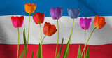Fototapeta Kuchnia -  image of beautiful multi-colored tulips against the background of the flag of Serbia
