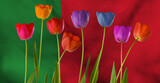 Fototapeta Kuchnia - beautiful multi-colored tulips on the background of the flag of Portugal close-up