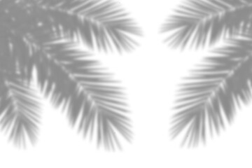 Wall Mural - realistic shadow of palm tree branch on white background. tropical palm leaves leaf shadow silhouett