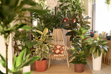  Unusual wooden chair and various houseplants in pots in modern plant shop interior, copy space