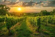 The Sun Casts A Warm Glow As It Sets Over Rows Of Lush Grapevines In A Picturesque Napa Valley Vineyard, Sun Setting Over A Peaceful Lush Vineyard, AI Generated