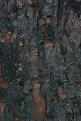 Wall Mural - tree bark motley colourfull background