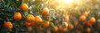 Image of Orange Trees,
A tree filled with lots of oranges on top of its

