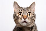 Fototapeta Koty - a close up of a cat